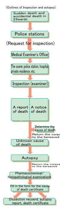 Figure Outlines of inspection and autopsy