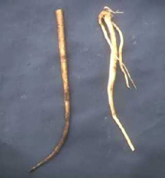 写真：左：ゴボウ（食）と右：ヨウシュヤマゴボウ（毒）の根