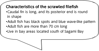 【ソウシハギの特徴】
・尾ビレは長く、後端が丸い
・体側に黒斑と青い波状紋がある
・成魚は体長70cmを超える
・相模湾以南の沿岸部に生息