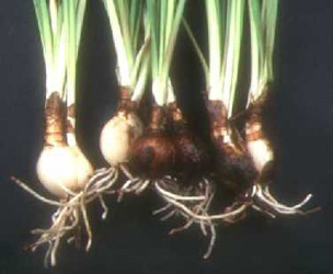 Zephyranthes candida scaly bulbs