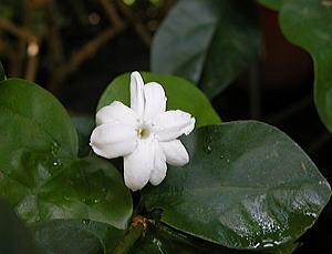 Jasmine (properly gArabian jasmineh (Oleaceae))