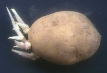 Sprouting potato