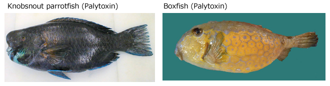 Poisonous  fish (example)2