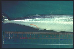 Rhadinorhynchus sticking out of vent of Pacific saury