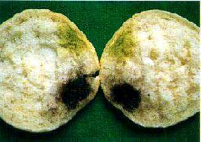 写真：ハンバーガー用パンに生えたアスペルギルス・フラバス（緑）とアスペルギルス・アワモリ（黒）