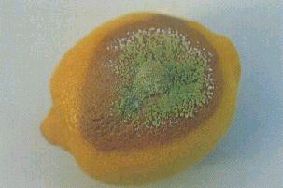 写真：レモンに生えたペニシリウム・ディギタータム