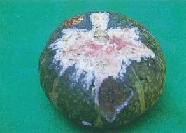 写真：カボチャに生えたフザリウム属のカビ