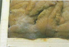 写真：ウニに生えたムコール属のカビ