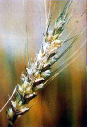 写真：フザリウム属のカビが感染した小麦