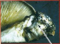 写真　ツキヨタケ（毒）についた虫