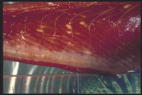 写真：カツオ筋肉中のテンタクラリア