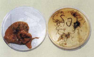 写真：マゴチの卵巣に寄生していたフィロメトラ