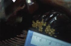 写真：メジマグロ（マグロの若魚）のエラに寄生しているディディモゾイド類
