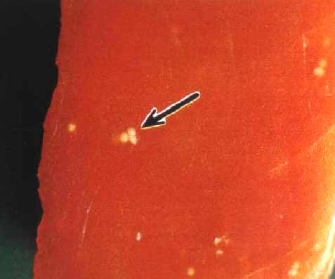 写真：メバチマグロの筋肉に寄生している粘液胞子虫のシストメバチマグロの筋肉に寄生している粘液胞子虫のシスト（シスト：胞子が入っていた袋）（シスト：胞子が入っていた袋）