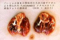 写真：ラット肺の宮崎肺吸虫　成虫と虫のう