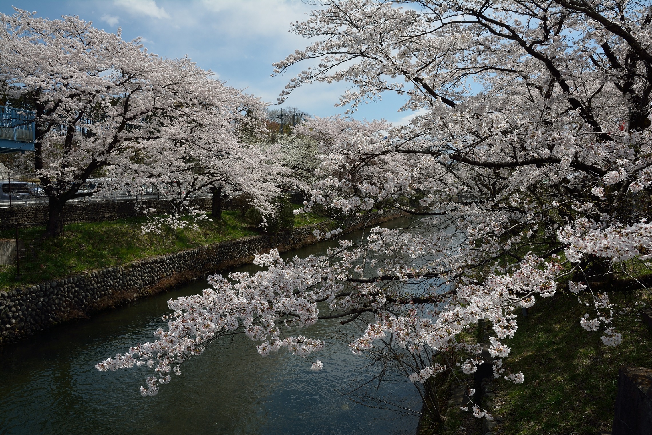 Cherry Trees at Hamura Dam