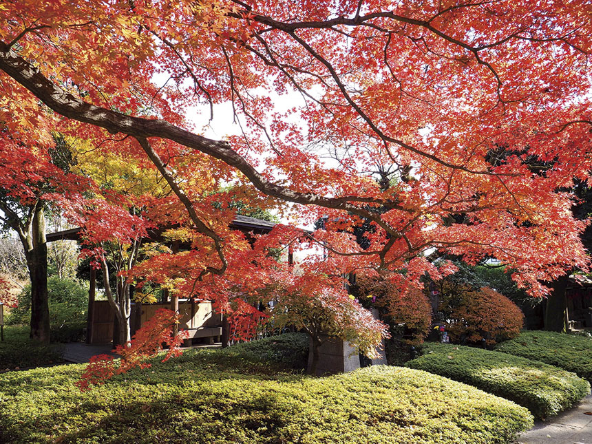 Fukuzoin Temple and Autumnal foliage
