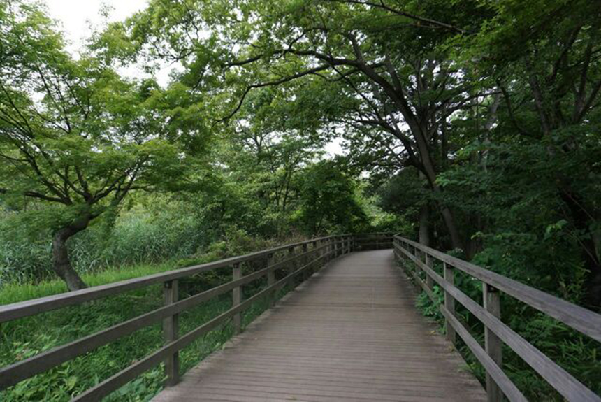 Shakujii Park Wooded Path