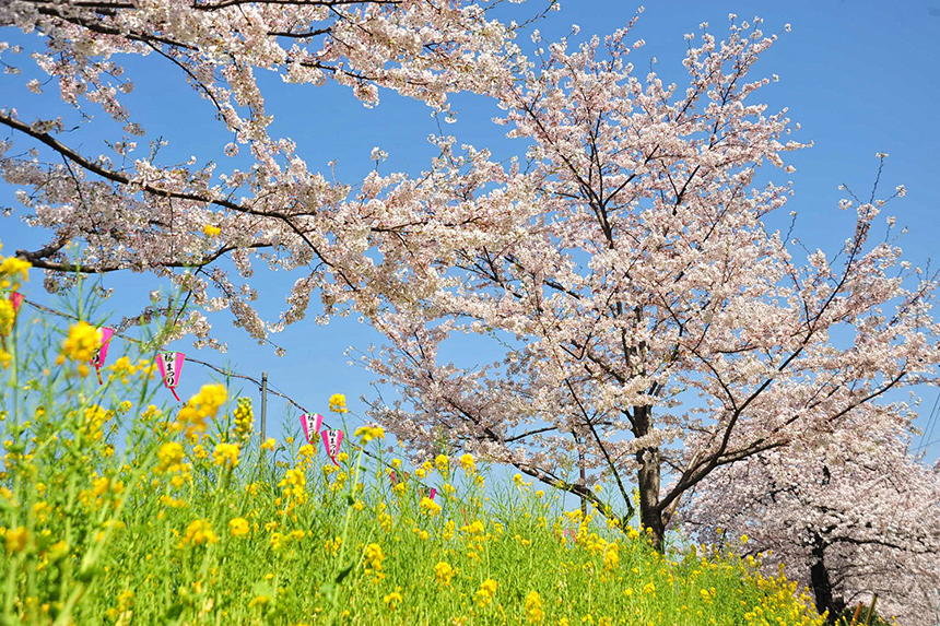 Bokutei Cherry Blossoms and Canola flower