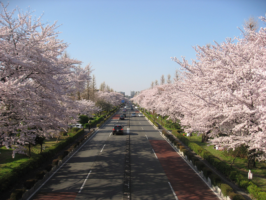 大学通りの桜