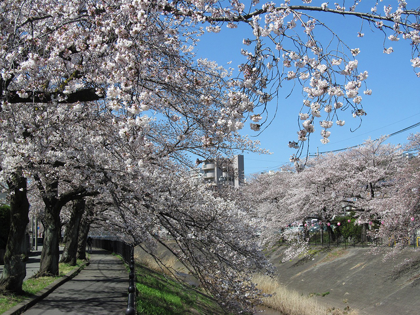 乞田川と桜